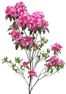 好花回轉