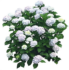 花開富貴