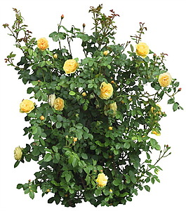 黃花PSD