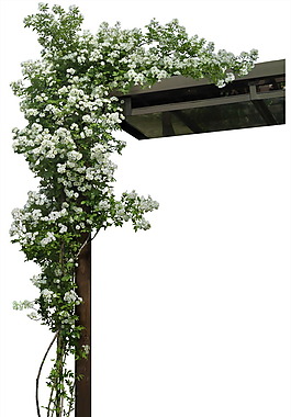 房地產(chǎn)白花
