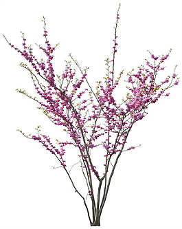 房地產(chǎn)紅花