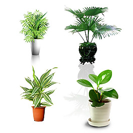 植物