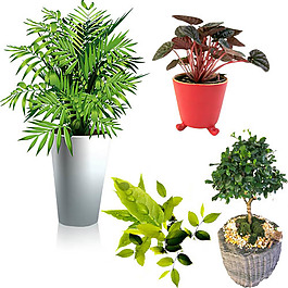 清新小植物