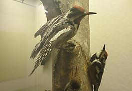 woodpecker