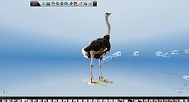african ostrich capture