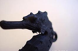 seahorse