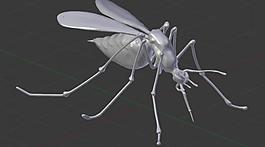 mosquito