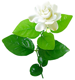 白色茉莉花