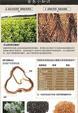 苦蕎小知識(shí)圖片