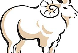cashmere绵羊图片