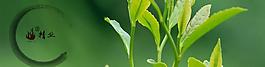 茶網(wǎng)頁圖片