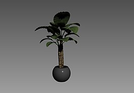 3DMAX室內(nèi)植物