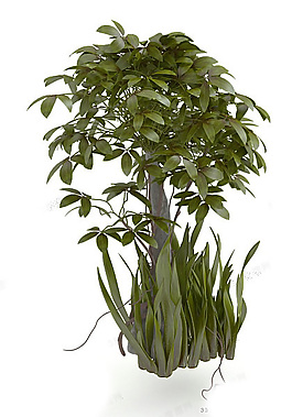 室外植物模型