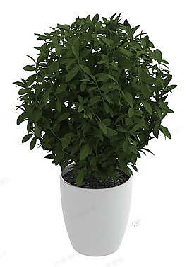 植物模型