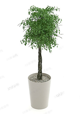 植物花草模型