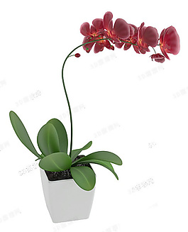 花卉模型