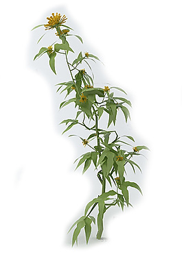 花卉素材