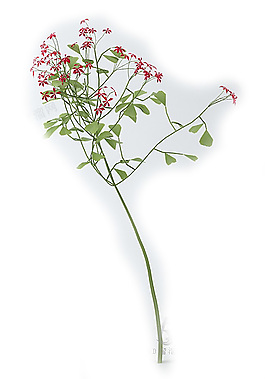 花卉模型素材