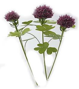 花卉素材