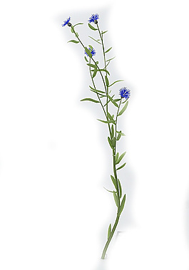 花模型