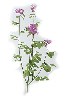 花素材