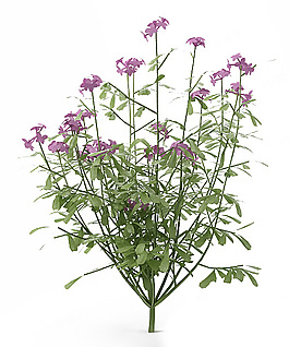 花模型