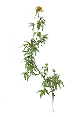 花卉