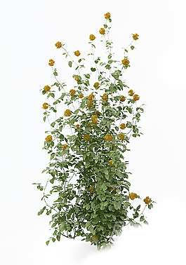 花模型