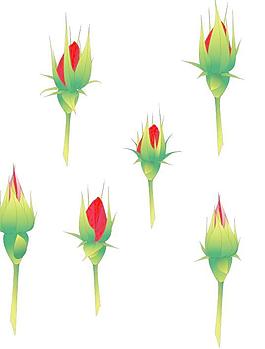 玫瑰花蕾矢量素材