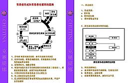 青春痘形成和青春惡性循環(huán)的圖表圖片