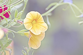 黃色的花