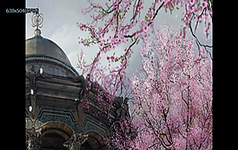 桃花花瓣飄落視頻