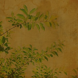 棕色肌理植物背景