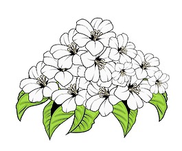 白色的花束