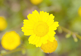 雛菊