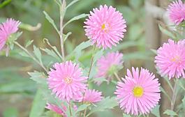 翠菊