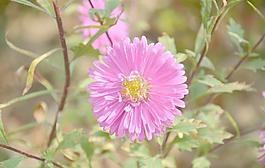 翠菊