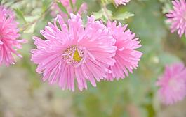 翠菊
