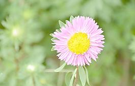 翠菊