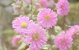 翠菊