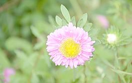 翠菊