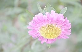翠菊