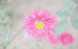 翠菊