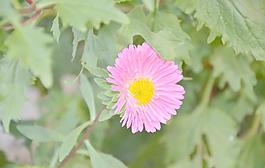 翠菊
