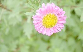 翠菊