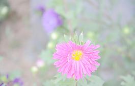 翠菊