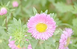 翠菊