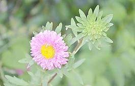 翠菊