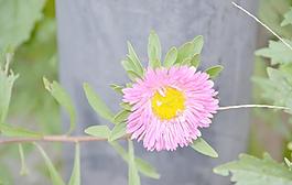 翠菊
