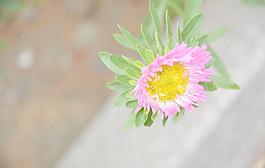翠菊